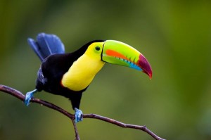 viaje a Costa Rica aves