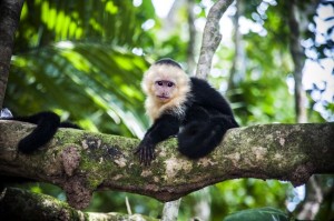 Viajes a Costa Rica fauna